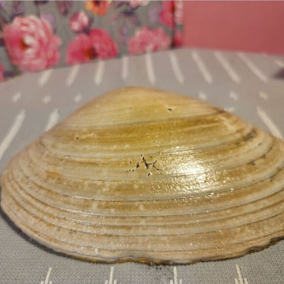 DECOUPAGE CLAM SHELL DECOUPAGE SLEEPING PUPPY ON A CLAM SHELL TRINKET DISH - Picture 10 of 10